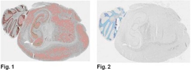 Anti-Brn-2 (POU3F2) Antibody, clone 8C4.2 clone 8C4.2, from mouse