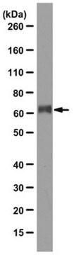 Anti-G-protein coupled receptor 56 (GPR56) Antibody, clone H11 clone H11, from mouse