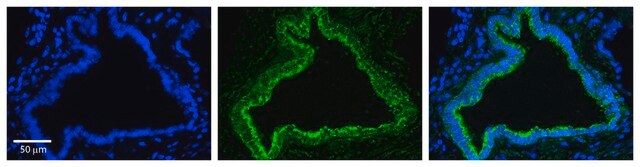 Anti-RHOD (AB1) antibody produced in rabbit affinity isolated antibody