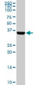 Anti-BARHL1 antibody produced in rabbit purified immunoglobulin, buffered aqueous solution