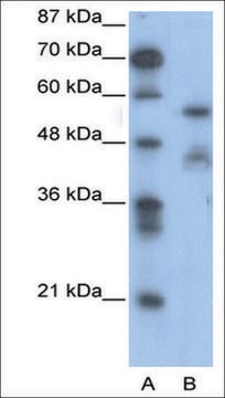 Anti-NFIA antibody produced in rabbit affinity isolated antibody