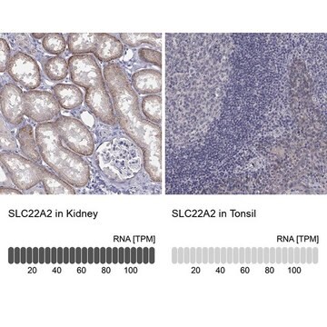 Anti-SLC22A2 antibody produced in rabbit Prestige Antibodies&#174; Powered by Atlas Antibodies, affinity isolated antibody, buffered aqueous glycerol solution