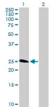 Anti-TNFRSF18 antibody produced in rabbit purified immunoglobulin, buffered aqueous solution