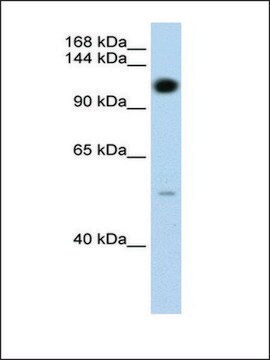 Anti-PUM2 antibody produced in rabbit IgG fraction of antiserum