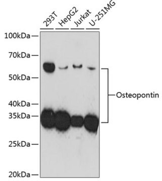 Anti-Osteopontin Antibody, clone 5E3A6, Rabbit Monoclonal