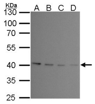 Monoclonal Anti-PRMT1 antibody produced in mouse clone GT10111, affinity isolated antibody