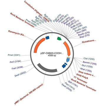 PSF-OXB20-COOH-GST - C-TERMINAL GST TAG BACTERIAL PLASMID plasmid vector for molecular cloning