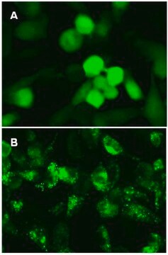 Biocapteur lentiviral LentiBrite GFP-LC3