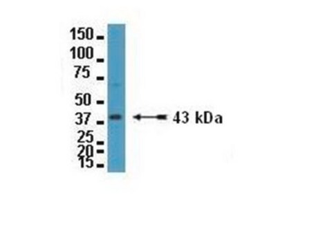 Anticorpo anti-connessina 43 Chemicon&#174;, from rabbit