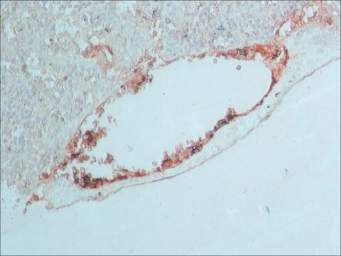 Anti-Kaninchen-IgG (Gesamtmolekül) whole antiserum, lyophilized powder