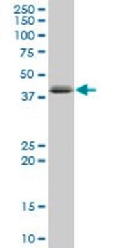 Anti-C1QTNF6, (C-terminal) antibody produced in mouse purified immunoglobulin, buffered aqueous solution