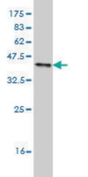 Monoclonal Anti-PTPRN2 antibody produced in mouse clone 7F8, purified immunoglobulin, buffered aqueous solution