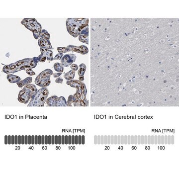 抗-IDO1 兔抗 Prestige Antibodies&#174; Powered by Atlas Antibodies, affinity isolated antibody, buffered aqueous glycerol solution