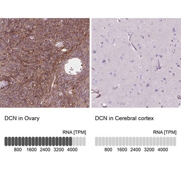 Anti-DCN antibody produced in rabbit Prestige Antibodies&#174; Powered by Atlas Antibodies, affinity isolated antibody