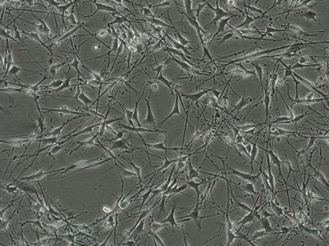 YUMM 1.1 Mouse Melanoma Cell Line