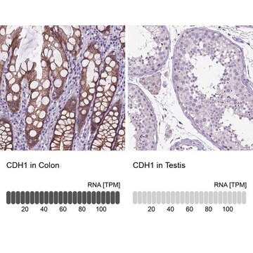 抗CDH1 ウサギ宿主抗体 Prestige Antibodies&#174; Powered by Atlas Antibodies, affinity isolated antibody, buffered aqueous glycerol solution