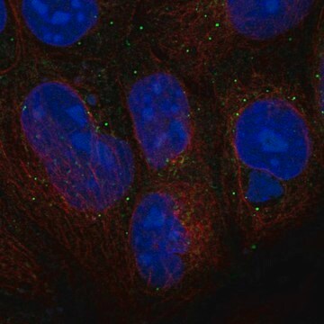 Anti-Wnt3 Antibody Produced In Rabbit Prestige Antibodies&#174; Powered by Atlas Antibodies, affinity isolated antibody, buffered aqueous glycerol solution