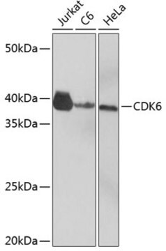 Anti-CDK6 Antibody, clone 0O6X7, Rabbit Monoclonal