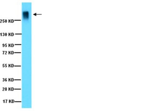 Anticorpo antiagrecano Chemicon&#174;, from rabbit