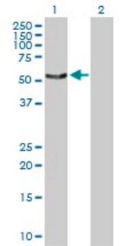 Anti-SNX4 antibody produced in rabbit purified immunoglobulin, buffered aqueous solution