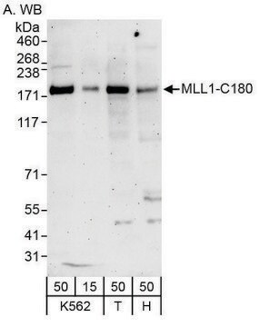 兔抗MLL1抗体，亲和纯化 Powered by Bethyl Laboratories, Inc.