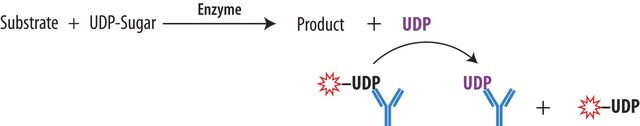 Transcreener&#174; UDP2 FP Assay