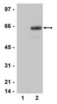 SAPK Pathway Explorer Antibody Minipack Upstate&#174;