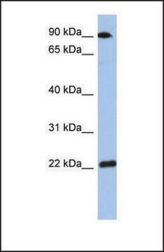 Anti-TMED10 antibody produced in rabbit affinity isolated antibody