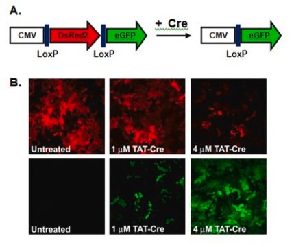 TAT-recombinasa Cre TAT-CRE Recombinase is a recombinant cell-permeant fusion cre-recombinase protein consisting of TAT sequence, a nuclear localization sequence (NLS) and it is known to catalyze the site specific recombination event between two loxP DNA sites.