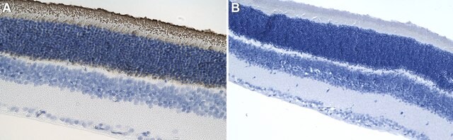 Anti-Rhodopsin Antibody, clone 4D2 ZooMAb&#174; Mouse Monoclonal recombinant, expressed in HEK 293 cells