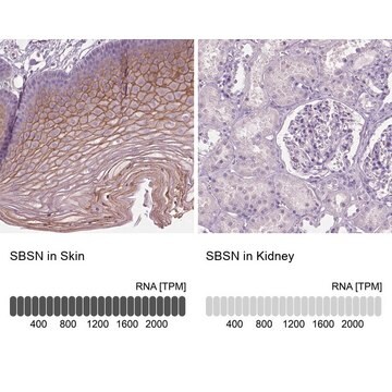 Anti-SBSN antibody produced in rabbit Prestige Antibodies&#174; Powered by Atlas Antibodies, affinity isolated antibody, buffered aqueous glycerol solution