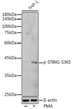 Anty-fosfo-STING-S365