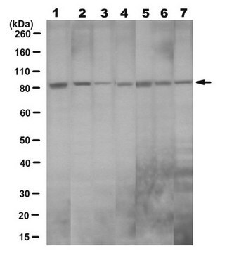 Anti-Cdc4 (FBXW7) Antibody, clone 9D8.1 clone 9D8.1, from mouse