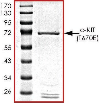 c-KIT (T670E), active, GST tagged human PRECISIO&#174;, recombinant, expressed in baculovirus infected Sf9 cells, &#8805;70% (SDS-PAGE), buffered aqueous glycerol solution