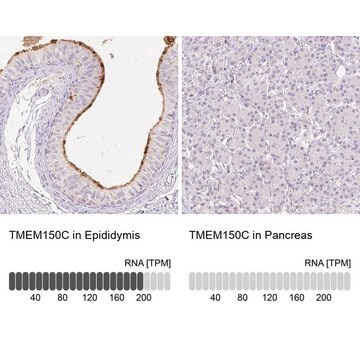 Anti-TMEM150C antibody produced in rabbit Prestige Antibodies&#174; Powered by Atlas Antibodies, affinity isolated antibody, buffered aqueous glycerol solution