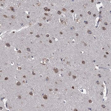 Anti-CTU2 antibody produced in rabbit Prestige Antibodies&#174; Powered by Atlas Antibodies, affinity isolated antibody, buffered aqueous glycerol solution