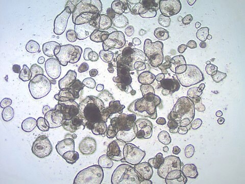 10719 Organoidy jelitowe dwunastnicy, wiek 56 lat (preparat 84-D) Cryopreserved patient derived gastrointestinal organoids (PDOs)