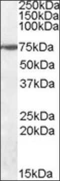 Anti-WIZ antibody produced in goat affinity isolated antibody, buffered aqueous solution