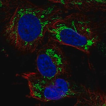 Anti-TFB2M antibody produced in rabbit Prestige Antibodies&#174; Powered by Atlas Antibodies, affinity isolated antibody