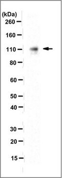 Anticorpo anti-desmocollina-2, clone 7G6 clone 7G6, from mouse