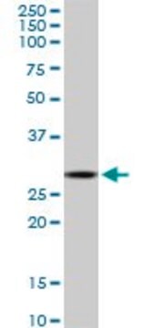 Monoclonal Anti-C1QTNF1 antibody produced in mouse clone 4A10, purified immunoglobulin, buffered aqueous solution