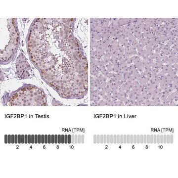 Anti-IGF2BP1 antibody produced in rabbit Prestige Antibodies&#174; Powered by Atlas Antibodies, affinity isolated antibody, buffered aqueous glycerol solution