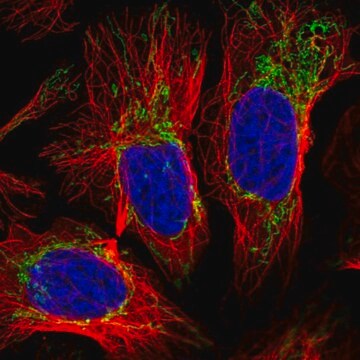 Anti-SLC35F2 antibody produced in rabbit Prestige Antibodies&#174; Powered by Atlas Antibodies, affinity isolated antibody