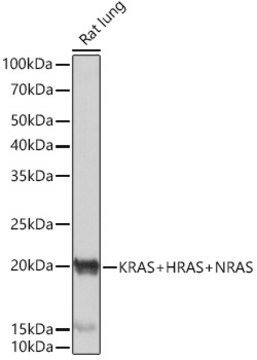 Anti-KRAS+HRAS+NRAS Antibody, clone 6S6F3, Rabbit Monoclonal