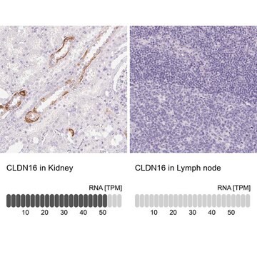 Anti-CLDN16 antibody produced in rabbit Prestige Antibodies&#174; Powered by Atlas Antibodies, affinity isolated antibody, buffered aqueous glycerol solution