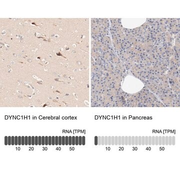 Anti-DYNC1H1 antibody produced in rabbit Prestige Antibodies&#174; Powered by Atlas Antibodies, affinity isolated antibody, buffered aqueous glycerol solution