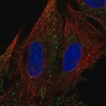 Anti-MYOM3 antibody produced in rabbit Prestige Antibodies&#174; Powered by Atlas Antibodies, affinity isolated antibody, buffered aqueous glycerol solution