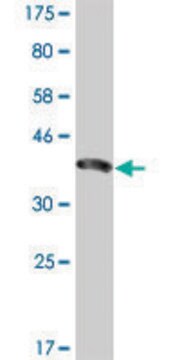 Monoclonal Anti-ENAM antibody produced in mouse clone 2C12, purified immunoglobulin, buffered aqueous solution