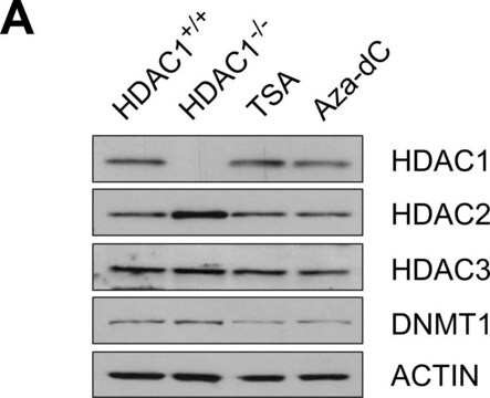 Anti-HDAC1-Antikörper Upstate&#174;, from rabbit