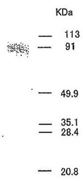 Anty-MMP-9 (Ab-3) mysie mAb (56-2A4) liquid, clone 56-2A4, Calbiochem&#174;